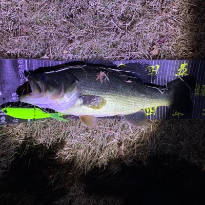 釣りバカ兄さん Amazon.co.jp: 釣りバカ日誌（22） (ビッグコミックス) eBook