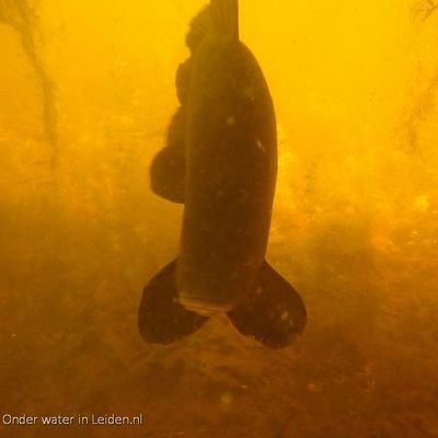 Aaf Verkade. Leer dieper kijken, dan vissen we het (er) samen uit. 26 species of fish! https://t.co/iFIREcCtED  UnderwaterinLeiden. CitizenScience