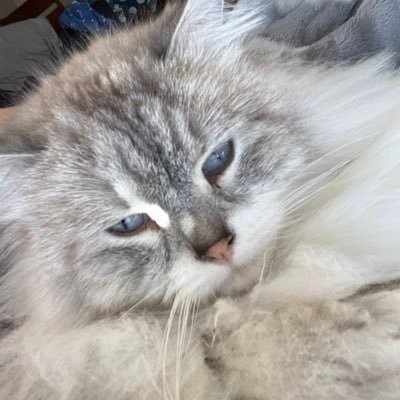MissMandah's profile picture. Loyal Oilers fan in cowtown. Mama of 1 human, 2 cats.