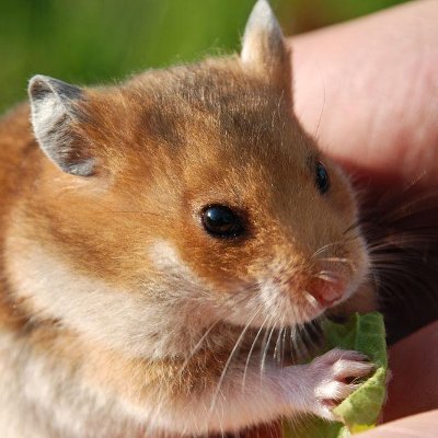 guinea pig