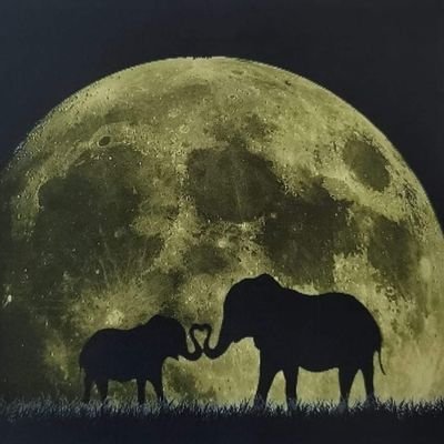 dimi15759581's profile picture. 