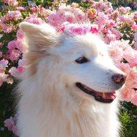 つぶりん (@tsuburinjs) 's Twitter Profile