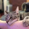 SMahpar's profile picture. Actor/ Producer/ Writer/ Director/Musician /Animal Rescuer