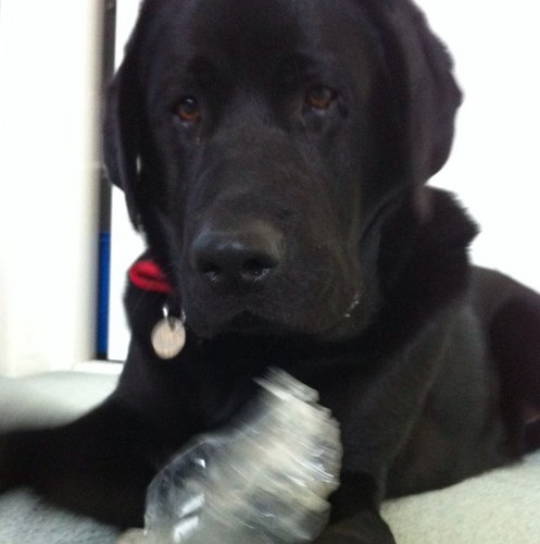 Adroflup's profile picture. 