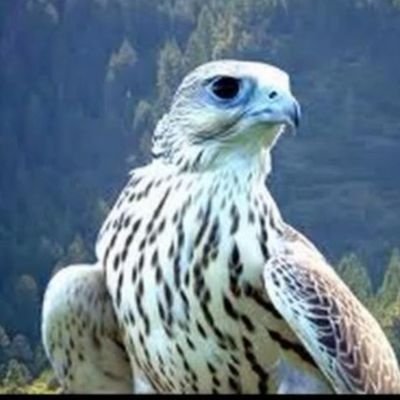 Alaamry Profile