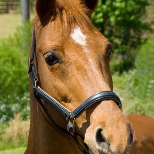 sunninghill2's profile picture. 