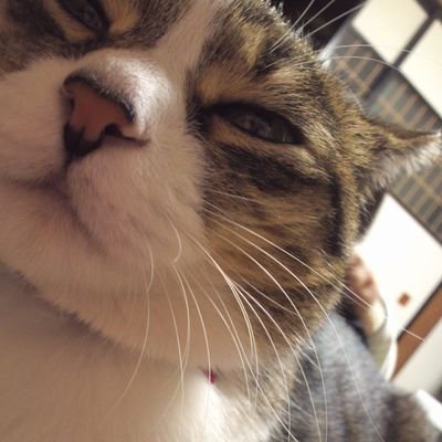 チサキさんのプロフィール画像