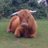 julesnpie's profile image