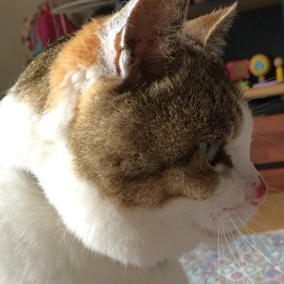 asaneasakura's profile picture. 女性のおしっこお漏らし／うんちお漏らし／おしっこ我慢／うんち我慢／おねしょ、おむつ、ブルマ／制服などが好き。見るのも、妄想も、するのも。
大兼サブ垢→@asane_u1
おもらしのお話Pixiv→https://t.co/jhi2AiVKWY