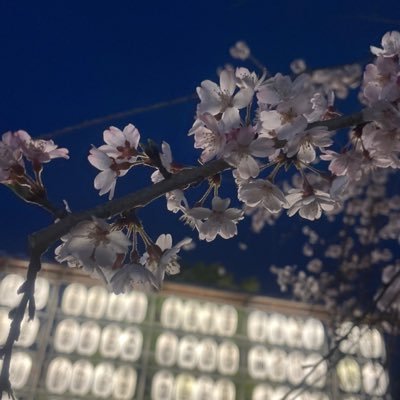 零-ﾚｲ-🥃さんのプロフィール画像