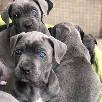 Breeding dogs of different breeds and watch them grow