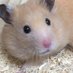 🐹 (@yrfavqugxi2kwbb) Twitter profile photo 🐹 (@yrfavqugxi2kwbb) Twitter profile photo