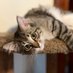 thecatnipaddicts (@catnipaddicts) Twitter profile photo thecatnipaddicts (@catnipaddicts) Twitter profile photo
