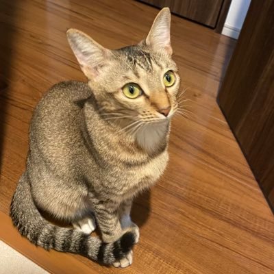 3ally_333's profile picture. 