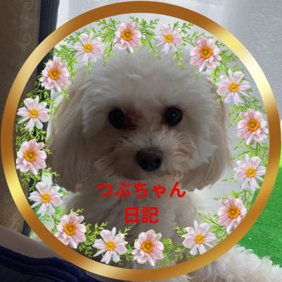 【マルプー✨子犬】みなさんはじめましてー。YouTubeに動画をアップしています。生まれてから半年、マルプー☆つぶちゃん日記をメインにアップしています。2021年12月18日生まれですよー。その他、車中泊やキャンプ、旅行などをサブで上げています。ぜひ遊びにいらしてくださいね😘待ってまーす👍 リンク貼り付けます↓