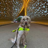 Guide Dog Elmo 🦮(@GuideMeElmo) 's Twitter Profile Photo