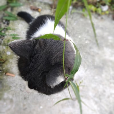 CymrySunny's profile picture. A kitten that is unhappy without music.