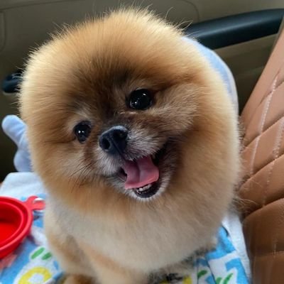 Apa kabar kalian ?? ジャカルタの暮らし✨自分日記🇮🇩在住者にしかピンとこない話題や出来事を🇮🇩語ちょいちょい入れながら。「バドミントン🏸で繋がる仲間募集🇯🇵🇮🇩を応援する」🇰🇷韓流ドラマ&ネトフリ大好き