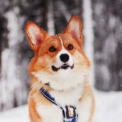 🐶🦮 Welcome To #Corgi Lovers
🐶 We share daily Corgi Content
❤️🦮👍Follow us if you love Corgi