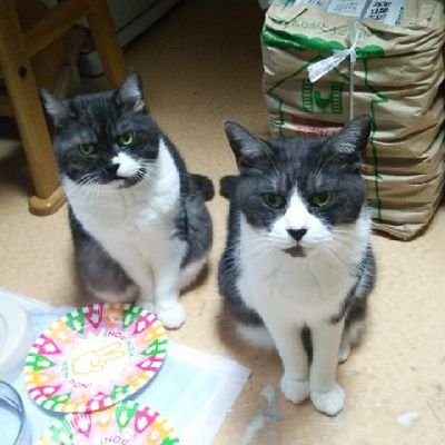 KuriaKurum31510's profile picture. よろしくおねがいします☆　　ジャイアンツファン⚾　選手、絞れないけど、門脇誠選手、吉川尚輝選手、戸郷翔征投手、横川凱投手推しです✨　他にゴスペラーズとジェムカン、B.zが、好きです。たまに、無言フォロー、失礼、致します🌷（ジャイアンツが多い🍀）