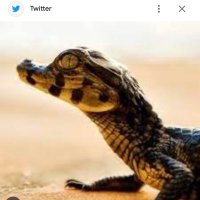 Kajman očalar -Recht radikale (@masterofthespa1) 's Twitter Profile