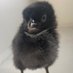 penny belfield (@pennybelfield) Twitter profile photo penny belfield (@pennybelfield) Twitter profile photo
