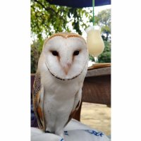 owlanalystgroup (@owlanalystgroup) 's Twitter Profile