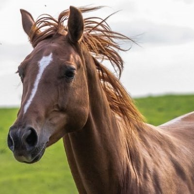 超一流調教診断師
グリーンチャンネル開設時から真剣に競馬に取り組んでおり全レース全出走馬の調教をチェック
好調馬を見抜き少ない買い目で馬連の的中を量産する調教診断のスペシャリスト