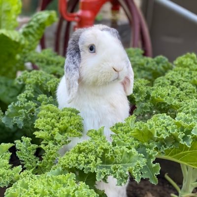 These are the adventures of me and my bunbride Mocha. We love treats and mischief. Just fluffy cute bunnies here, nothing else.