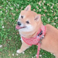 四つ葉🍀 (@jqhwayflvjltv01) 's Twitter Profile