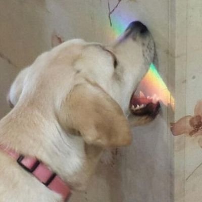 dddiscobeat's profile picture. low profile (more like low self esteem amirite)