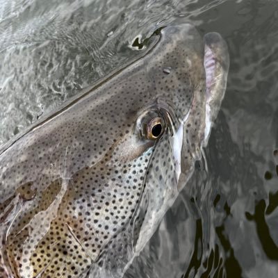 RonaldStrongger's profile picture. メインはイトウ釣り。オフショアもやります。基本なんでもやります。  TULALAフィールドスタッフ