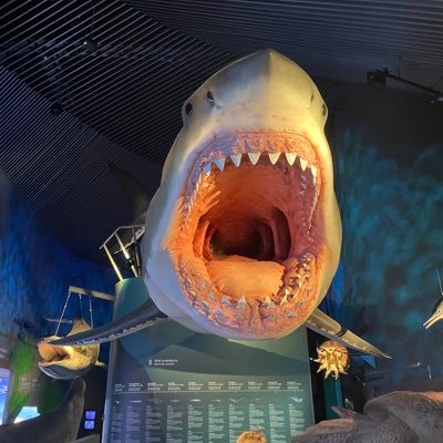 rameshpokhrel25's profile picture. फलो हान्नुस फलो व्यक १००% ग्यारेन्टी !!
Please No DM