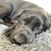 SophieRottie (@rottie_sophie) Twitter profile photo SophieRottie (@rottie_sophie) Twitter profile photo