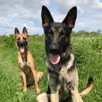 ShepherdDogsForestCats(@GSDMalinois) 's Twitter Profile Photo