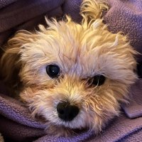 Ann Sullivan (@annsull91955949) 's Twitter Profile Photo Ann Sullivan (@annsull91955949) 's Twitter Profile Photo