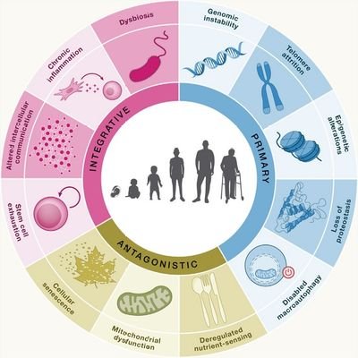 Podcasts & interviews from #aging researchers. Stay informed, stay young. #ageing #antiaging #longevity #senescence #science