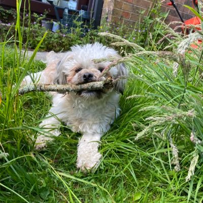 I’m a very cheeky Shihtzu x Bichon - human Mum runs this as I’m under age - we love anyone who prefers dogs to people