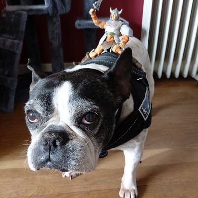 khornesworshop's profile picture. I'm just Khorne!
#lyon
#frenchbulldog 🐶🐷
#frenchiedad
#toyphotography 📸