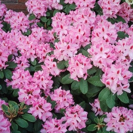 ancient_damsel's profile picture. 🍀
@ABCDEFGYEAH@troet.cafe