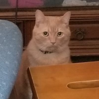 them/they/she/her, agender, bisexual, cat lover, wiccan, nerd, agoraphobic, human!