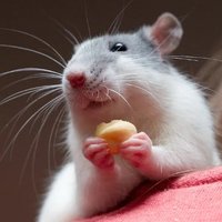 Rat_God (@nathan60002) 's Twitter Profile