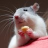 Nathan60002's profile picture. I am a Femboy Rat God