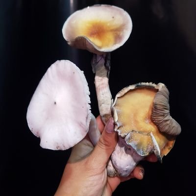 NO ventas 😉😉
Investigacion y estudio fungi 🍄
psilocibe cubensis 🍄👽🌌💥
microdosis 💊y  chocolates 🍫