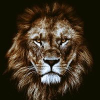 Lokman Ata (@lokmanata41) Twitter profile photo