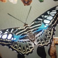 Ian Martens (@martiansize) 's Twitter Profile
