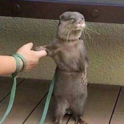 THAN_TCG's profile picture. I study programming languages, I always say my correct point of view🌚, I have a cat named Gundam, I understand a little Spanish and Arabic, I will go to Mars