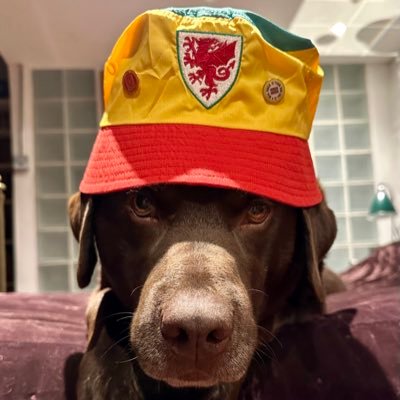 Personal thoughts of Nathan Blake's no.1 fan. Mostly tweeting about dogs & football (& occasionally music). Views expressed do not reflect those of my employer