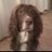 frodothespaniel's profile image