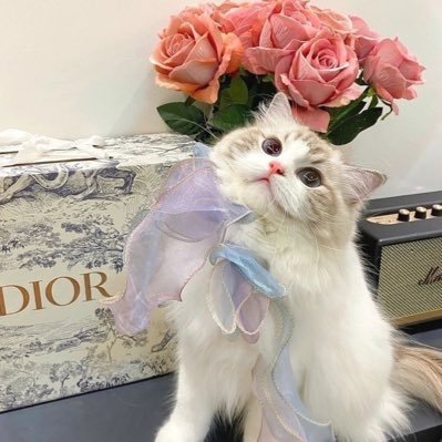 ri1lll's profile picture. اللهم حُسن الختام و طيّب الأثر 💗💗 | #Biology 🧬